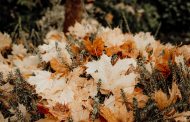 Ką sodinti rudenį? 7 svogūninės gėlės pavasario gėlynui